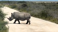 Namibia - Pirschfahrt Etosha - Nashorn &ndash; &copy; Annett Müller (Eberhardt TRAVEL)
