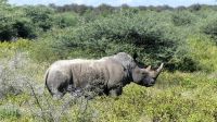 Namibia - Pirschfahrt Etosha - Nashorn &ndash; &copy; Annett Müller (Eberhardt TRAVEL)