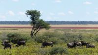 Namibia - Pirschfahrt Etosha &ndash; &copy; Annett Müller (Eberhardt TRAVEL)