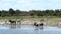 Namibia - Pirschfahrt Etosha &ndash; &copy; Annett Müller (Eberhardt TRAVEL)