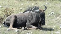 Namibia - Pirschfahrt Etosha - Streifengnu &ndash; &copy; Annett Müller (Eberhardt TRAVEL)