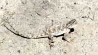 Namibia - Pirschfahrt Etosha - Gecko &ndash; &copy; Annett Müller (Eberhardt TRAVEL)