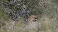 Namibia - Pirschfahrt Etosha - Löwin &ndash; &copy; Annett Müller (Eberhardt TRAVEL)