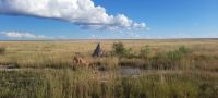 Namibia - Pirschfahrt Etosha - Löwin &ndash; &copy; Annett Müller (Eberhardt TRAVEL)
