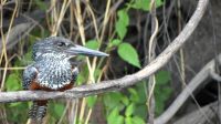 Namibia - Bootsfahrt auf dem Okavango -King Fisher &ndash; &copy; Annett Müller (Eberhardt TRAVEL)