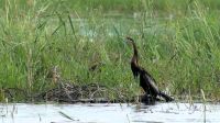 Namibia - Bootsfahrt auf dem Okavango - Schlangenhalsvogel &ndash; &copy; Annett Müller (Eberhardt TRAVEL)