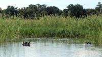 Namibia - Bootsfahrt auf dem Okavango &ndash; &copy; Annett Müller (Eberhardt TRAVEL)