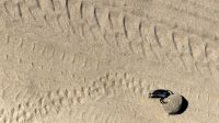 Namibia - Pirschfahrt im Mahango Nationalpark - Pillendreher bei der Arbeit &ndash; &copy; Annett Müller (Eberhardt TRAVEL)