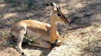 Namibia - Pirschfahrt im Mahango Nationalpark -Impala &ndash; &copy; Annett Müller (Eberhardt TRAVEL)