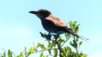 Namibia - Pirschfahrt im Mahango Nationalpark - Gabelracke... &ndash; &copy; Annett Müller (Eberhardt TRAVEL)
