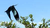 Namibia - Pirschfahrt im Mahango Nationalpark - ... fliegt davon &ndash; &copy; Annett Müller (Eberhardt TRAVEL)