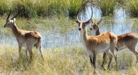 Namibia - Pirschfahrt im Mahango Nationalpark - Letschwe &ndash; &copy; Annett Müller (Eberhardt TRAVEL)