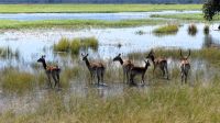 Namibia - Pirschfahrt im Mahango Nationalpark -Letschwe &ndash; &copy; Annett Müller (Eberhardt TRAVEL)