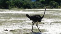 Namibia - Pirschfahrt im Mahango Nationalpark  &ndash; &copy; Annett Müller (Eberhardt TRAVEL)