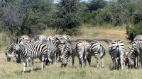 Namibia - Pirschfahrt im Mahango Nationalpark - Zebras &ndash; &copy; Annett Müller (Eberhardt TRAVEL)
