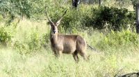 Namibia - Pirschfahrt im Mahango Nationalpark - Wasserbock &ndash; &copy; Annett Müller (Eberhardt TRAVEL)