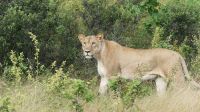 Namibia - Pirschfahrt im Buffalo Park - Löwin &ndash; &copy; Annett Müller (Eberhardt TRAVEL)