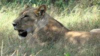 Namibia - Pirschfahrt im Buffalo Park - na dann das nächste Mal... &ndash; &copy; Annett Müller (Eberhardt TRAVEL)