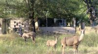 Namibia - Pirschfahrt im Buffalo Park - Kudu-Familie &ndash; &copy; Annett Müller (Eberhardt TRAVEL)