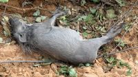 Namibia - Pirschfahrt im Buffalo Park - R.I.P.... &ndash; &copy; Annett Müller (Eberhardt TRAVEL)