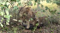 Namibia - Pirschfahrt im Buffalo Park - Lernstunde für ihre 6 Cubs &ndash; &copy; Annett Müller (Eberhardt TRAVEL)