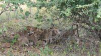 Namibia - Pirschfahrt im Buffalo Park - Lernstunde für ihre 6 Cubs &ndash; &copy; Annett Müller (Eberhardt TRAVEL)