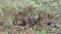 Namibia - Pirschfahrt im Buffalo Park - Lernstunde für ihre 6 Cubs &ndash; &copy; Annett Müller (Eberhardt TRAVEL)