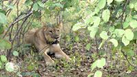 Namibia - Pirschfahrt im Buffalo Park - Löwen Mama hat Arbeit getan... &ndash; &copy; Annett Müller (Eberhardt TRAVEL)