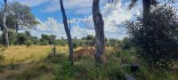 Namibia - Pirschfahrt im Buffalo Park &ndash; &copy; Annett Müller (Eberhardt TRAVEL)