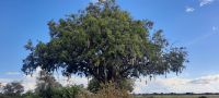 Namibia - Pirschfahrt im Buffalo Park - Leberwurstbaum &ndash; &copy; Annett Müller (Eberhardt TRAVEL)