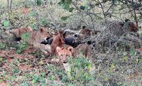 Namibia - Pirschfahrt im Buffalo Park - Lernstunde für ihre 6 Cubs &ndash; &copy; Annett Müller (Eberhardt TRAVEL)