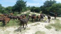 Namibia unterwegs - Nguni Rinder &ndash; &copy; Annett Müller (Eberhardt TRAVEL)
