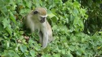 Namibia - Namushasha River Lodge - .... passend zur Monkey Bar &ndash; &copy; Annett Müller (Eberhardt TRAVEL)