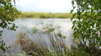 Namibia - Namushasha River Lodge - Bootsfahrt am dem Kwando &ndash; &copy; Annett Müller (Eberhardt TRAVEL)