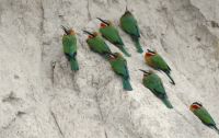 Namibia - Namushasha River Lodge - Bootsfahrt am dem Kwando - Bienenfresser