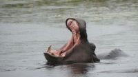 Namibia - Namushasha River Lodge - Bootsfahrt am dem Kwando - Hippo &ndash; &copy; Annett Müller (Eberhardt TRAVEL)