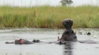 Namibia - Namushasha River Lodge - Bootsfahrt am dem Kwando - Hippos &ndash; &copy; Annett Müller (Eberhardt TRAVEL)