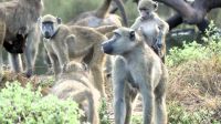 Botswana - Pirschfahrt im Chobe Nationalpark am Morgen - Paviane (Baboons) &ndash; &copy; Annett Müller (Eberhardt TRAVEL)