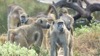 Botswana - Pirschfahrt im Chobe Nationalpark am Morgen - Paviane (Baboons) &ndash; &copy; Annett Müller (Eberhardt TRAVEL)