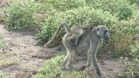 Botswana - Pirschfahrt im Chobe Nationalpark am Morgen - Paviane (Baboons) &ndash; &copy; Annett Müller (Eberhardt TRAVEL)