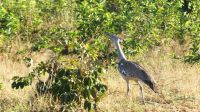 Botswana - Pirschfahrt im Chobe Nationalpark am Morgen - Riesentrappe &ndash; &copy; Annett Müller (Eberhardt TRAVEL)