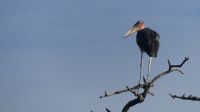Botswana - Pirschfahrt im Chobe Nationalpark am Morgen - Marabu &ndash; &copy; Annett Müller (Eberhardt TRAVEL)