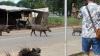 Botswana - Spaziergang in Kasane &ndash; &copy; Annett Müller (Eberhardt TRAVEL)