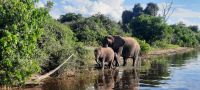 Botswana - Bootsfahrt auf dem Chobe River - Elefanten &ndash; &copy; Annett Müller (Eberhardt TRAVEL)