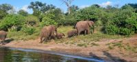 Botswana - Bootsfahrt auf dem Chobe River - Elefanten &ndash; &copy; Annett Müller (Eberhardt TRAVEL)