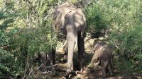 Botswana - Bootsfahrt auf dem Chobe River &ndash; &copy; Annett Müller (Eberhardt TRAVEL)