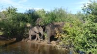 Botswana - Bootsfahrt auf dem Chobe River &ndash; &copy; Annett Müller (Eberhardt TRAVEL)