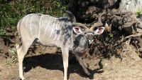 Botswana - Bootsfahrt auf dem Chobe River - Kudu &ndash; &copy; Annett Müller (Eberhardt TRAVEL)