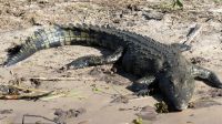 Botswana - Bootsfahrt auf dem Chobe River - Krokodil &ndash; &copy; Annett Müller (Eberhardt TRAVEL)