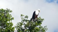 Botswana - Bootsfahrt auf dem Chobe River - Schreiseeadler (Fish Eagle) &ndash; &copy; Annett Müller (Eberhardt TRAVEL)